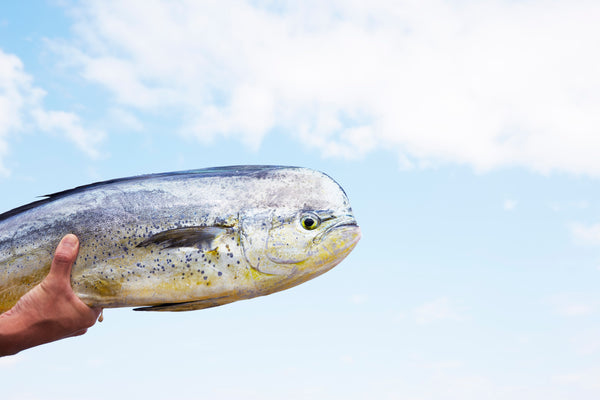 海の恵みを、余すことなく。 美味しい魚食として広く届けたい。