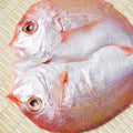 【若狭の灰干し】連子鯛
